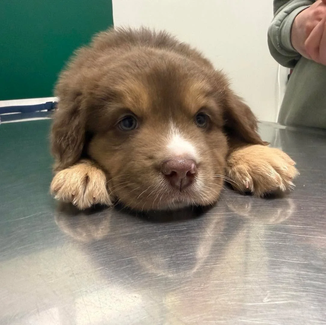 Hank said &ldquo;I&rsquo;m just a baaaaby&rdquo; 🥹😍