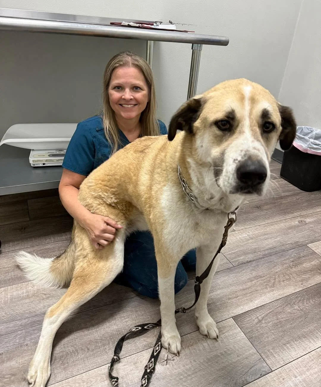 Pickles: convinced he&rsquo;s tiny&hellip; Dr. Ray: going along with it 😅😂