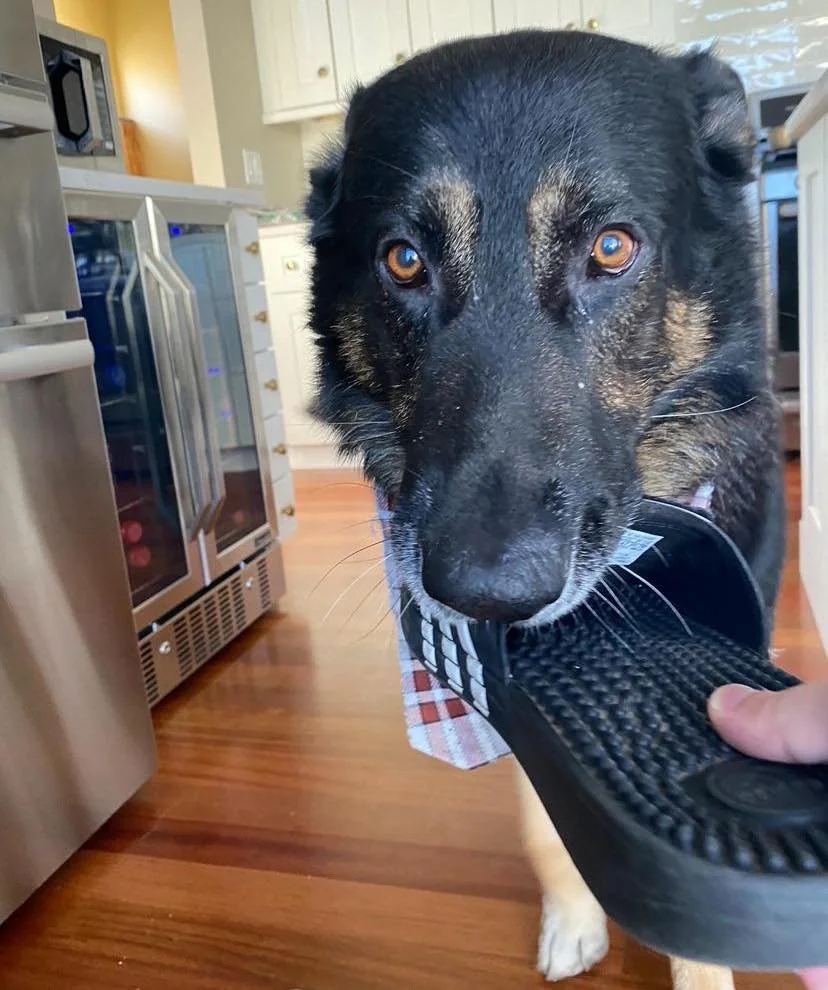 Fun Fact Friday 🐾

Ever walk in the door and your dog greets you with a toy&hellip; or your shoe&hellip; or literally whatever they can find? 😂

That&rsquo;s not them being weird&mdash;it&rsquo;s actually a gift + emotional overload combo.  Displac