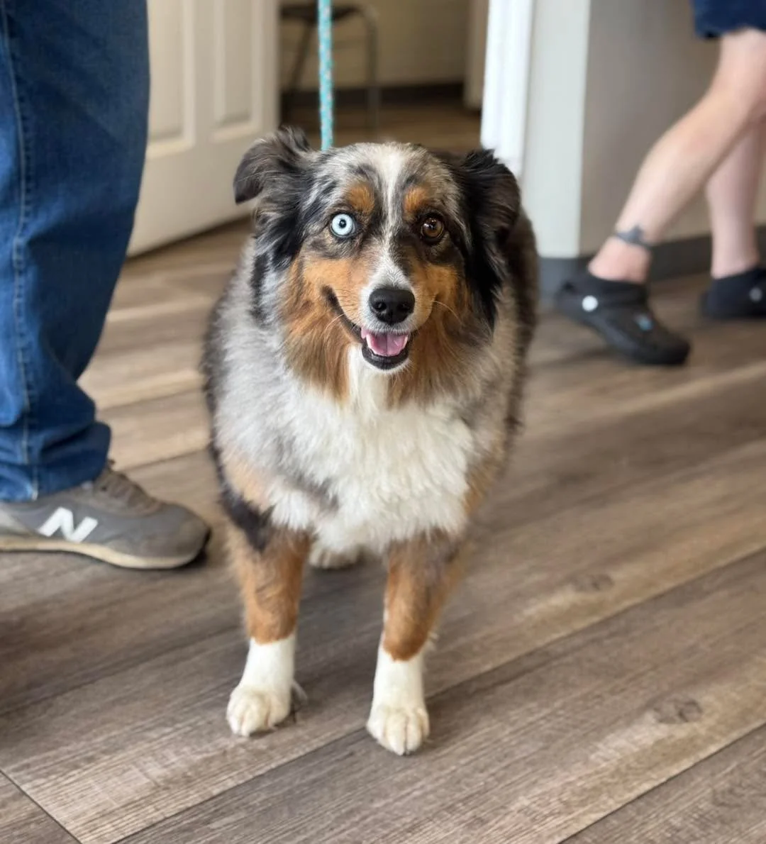 Happy girl Tesla 🐶✨