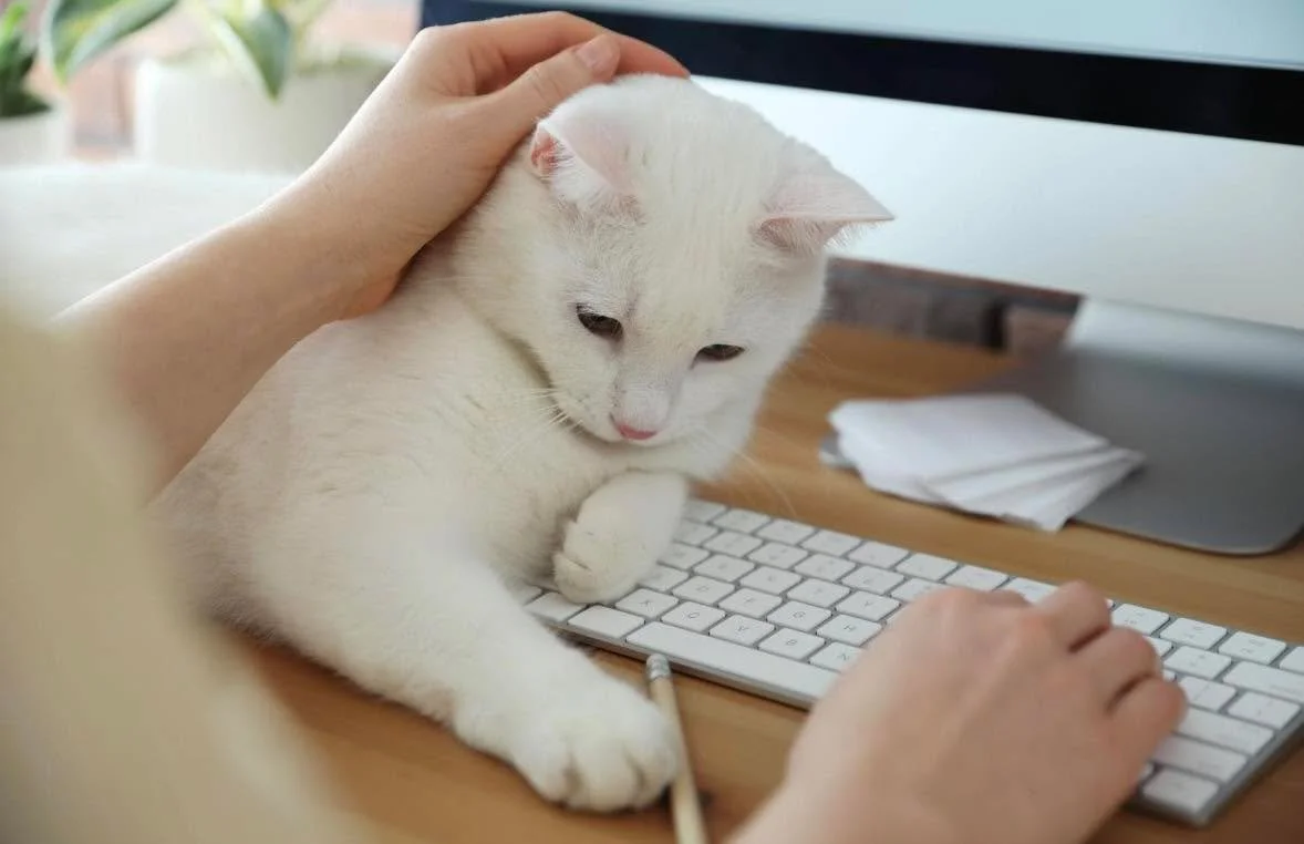 Fun Fact Friday 🐾🐱

Ever notice your cat has to sit on whatever you&rsquo;re doing&mdash;your laptop, paperwork, book, or even your phone? It&rsquo;s not just them being inconvenient 😅

Cats are naturally drawn to your scent, and the things you us