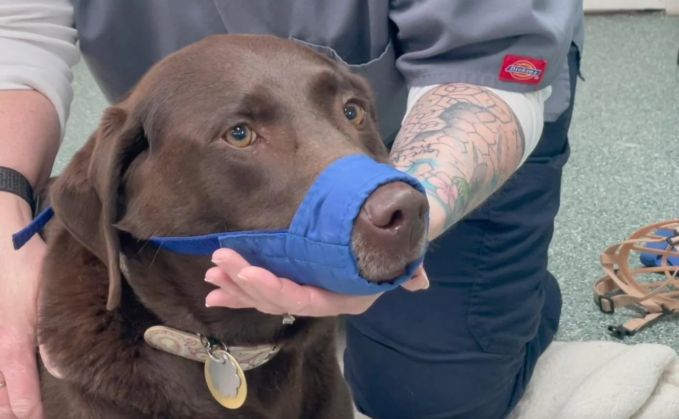 🐾 National Dog Bite Prevention Week 🐾 

This is something we take very seriously in our clinic&mdash;not just for your pets, but for our team too.

We hear it all the time&hellip;
&ldquo;Oh he won&rsquo;t bite, I promise!!&rdquo;

And we truly beli