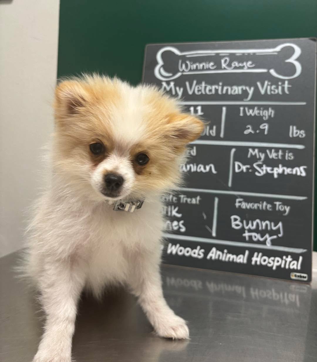 Winnie Raye, just out here being ridiculously cute and stealing the spotlight without even trying 🐾✨