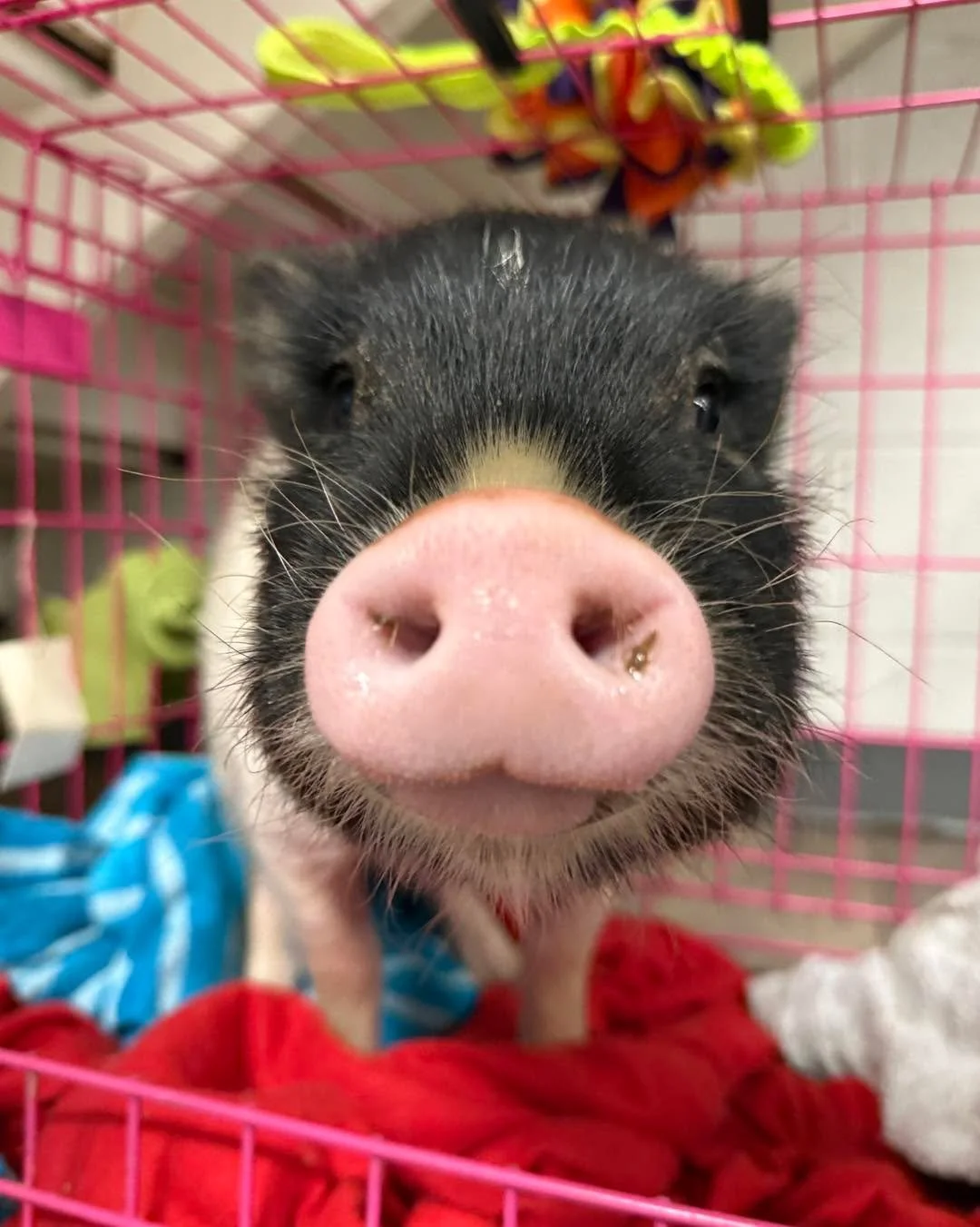 And this little piggy went to Little Woods Animal Hospital 🐷💙