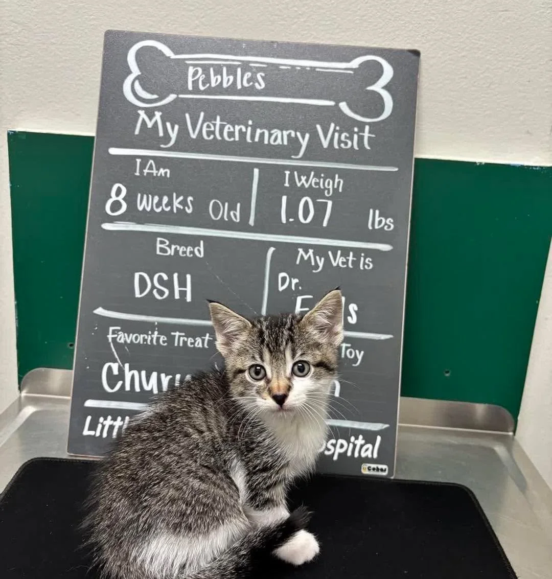 Pebbles&rsquo; first checkup 🐾 ✨
