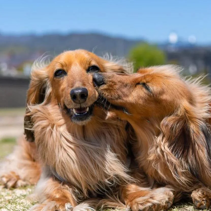 Fun Fact Friday 🐾

Ever had your dog gently &ldquo;nibble&rdquo; on you with their front teeth?  That&rsquo;s called cobbing (aka the &ldquo;love nibble&rdquo;). 🐾 

Dogs often do this when they&rsquo;re excited and overwhelmed in a good way&mdash;
