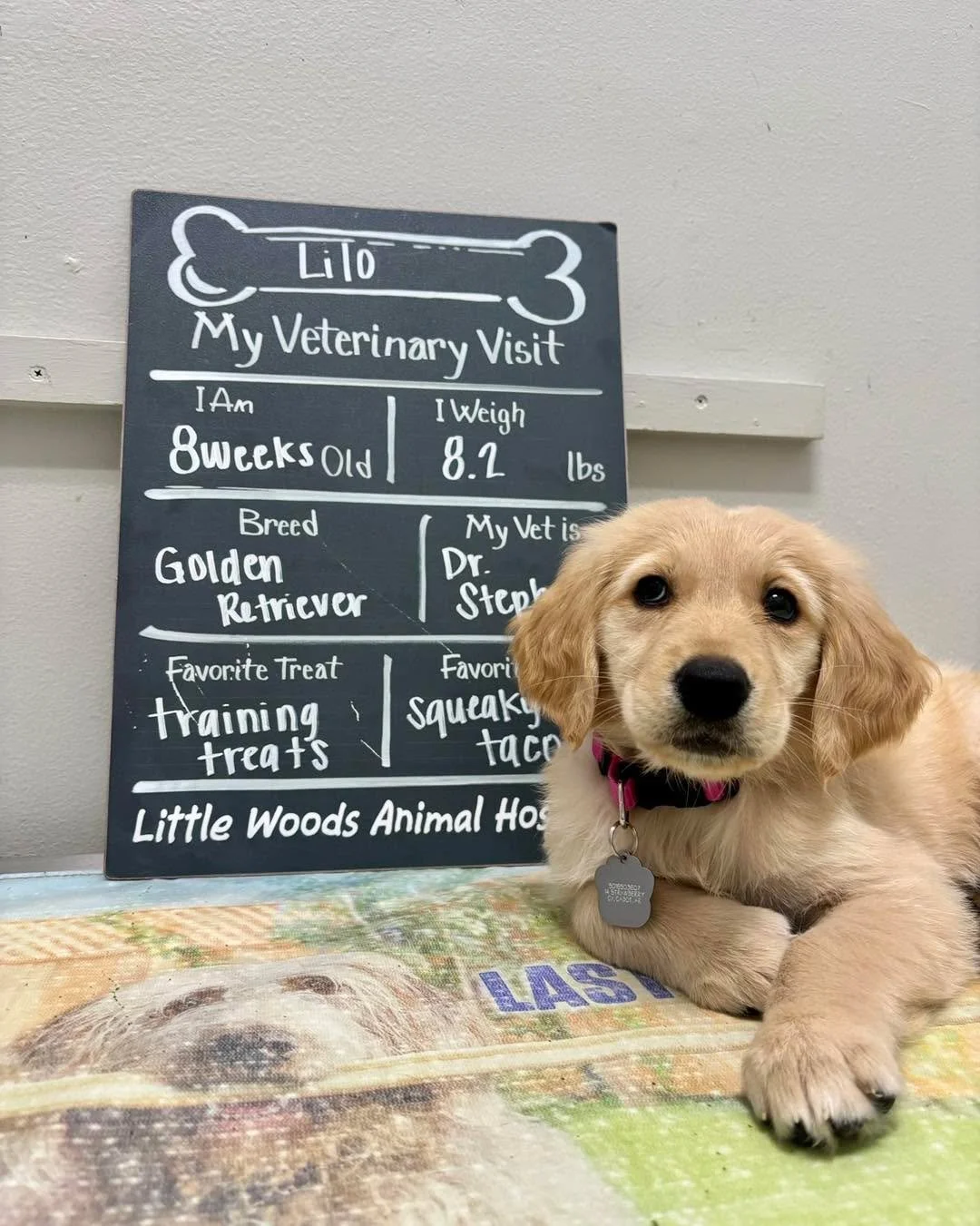 Routine puppy visit, nothing out of the ordinary&hellip; until the whole staff somehow ended up in this room 🤪 💖