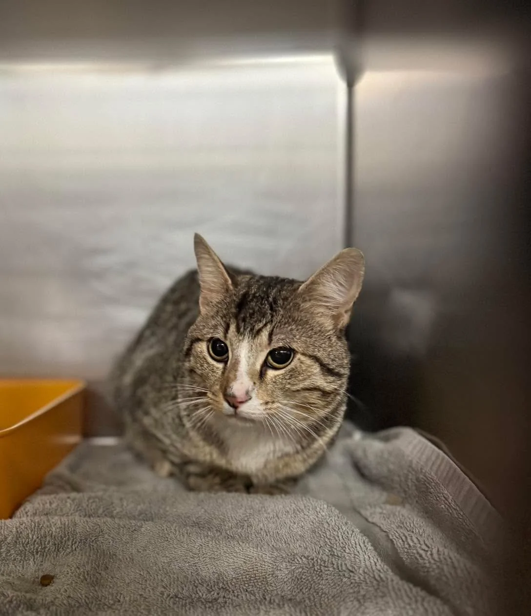 Meet Earl 🤍 🐾 

Earl is about 2 years old and one handsome boy. He actually came to us by chance while we were trying to help catch another cat&mdash;and we&rsquo;re glad he did.

We&rsquo;ve gotten him all fixed up&mdash;neutered, fully vaccinated