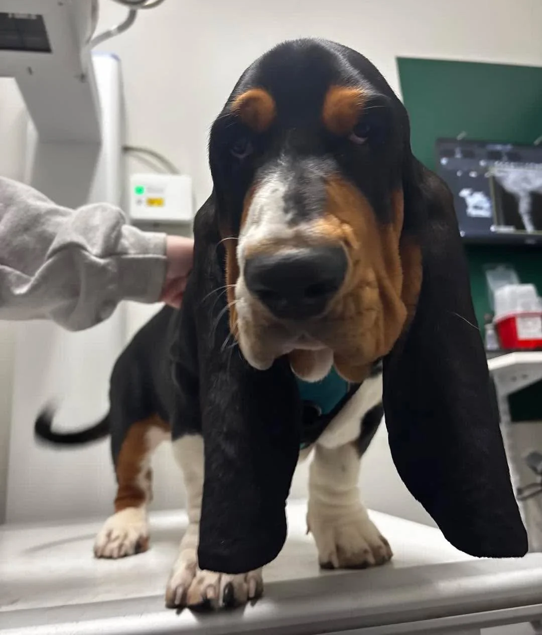 Just here for his close-up&hellip; X-ray edition 🐾