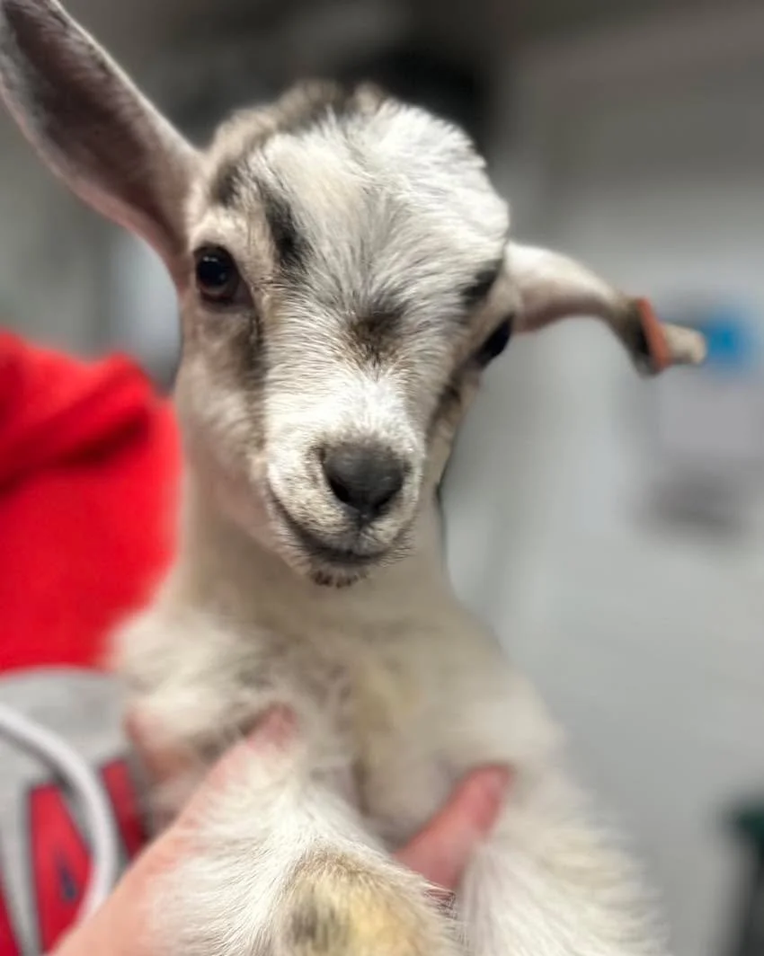 It&rsquo;s kidding season&hellip; and this little one just clocked in 🐐✨