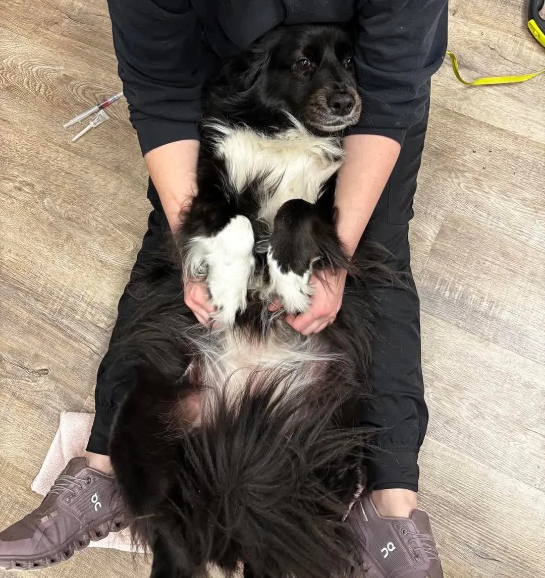 When the exam turns into a full-body cuddle session 🐾🥹
