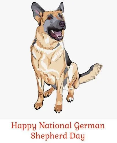 Happy German Shepherd Day 🐾

The dog that takes every job very seriously&hellip; whether you asked for help or not.  German Shepherds are smart, loyal, and always watching. Guarding the house, supervising the kids, following you to the bathroom&mdas