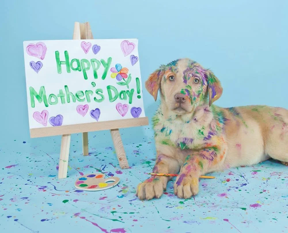 Happy Mother&rsquo;s Day to all the wonderful moms and pet moms out there! 💐🐾

Thank you for loving your pets like family &mdash; because to us, they are family.