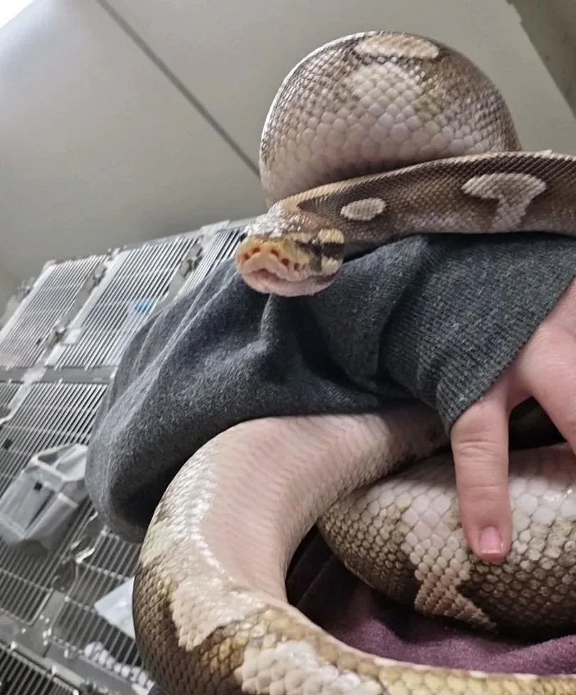 Just gonna&hellip; pop in real quick and say hi 😅🐍