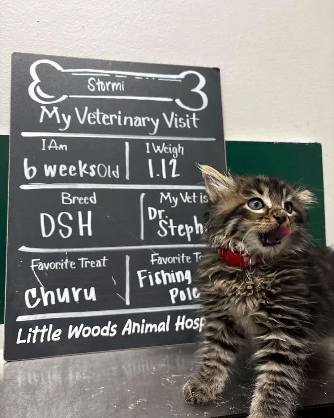 6 weeks old&hellip; already knows the important things&mdash;Churu first, everything else later 😅🐾