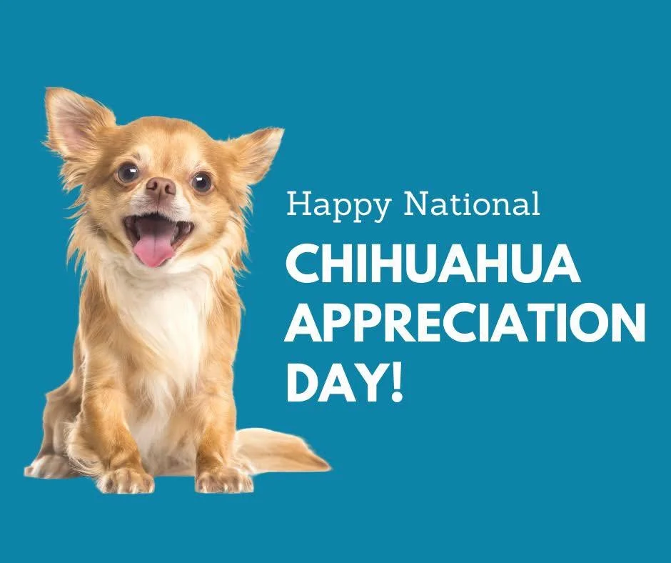 National Chihuahua Appreciation Day 🐾

Proof that 5 pounds can run an entire household.  Chihuahuas are bold, opinionated, and always in the middle of everything. Personal space? Never heard of it. Quiet? Also no.

A few things we keep an eye on wit