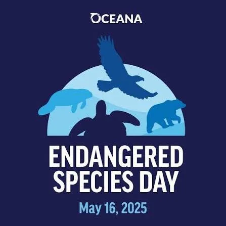 Endangered Species Day 🐾🌎

Did you know Arkansas is home to several endangered species right here in our own state?

A few you may not know about:
&bull; Red-cockaded woodpecker &ndash; a small bird that lives in mature pine forests and depends on 