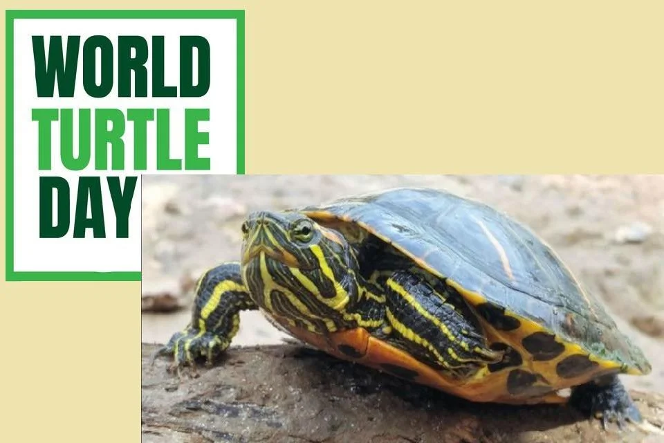 Happy World Turtle Day! 🐢

Some fun turtle &amp; tortoise facts from your vet team: 

🐢 Popular pet species like red-eared sliders, painted turtles, musk turtles, box turtles, and sulcata tortoises can live anywhere from 20 years to well over 100 y