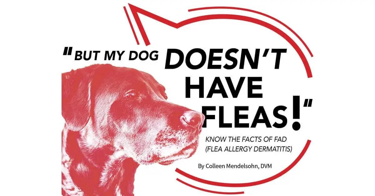 Flea allergy dermatitis is one of the most common skin issues we see in both dogs and cats &mdash; especially this time of year in Arkansas. 🐾

One of the biggest misconceptions about flea allergies is thinking a pet has to be covered in fleas for f