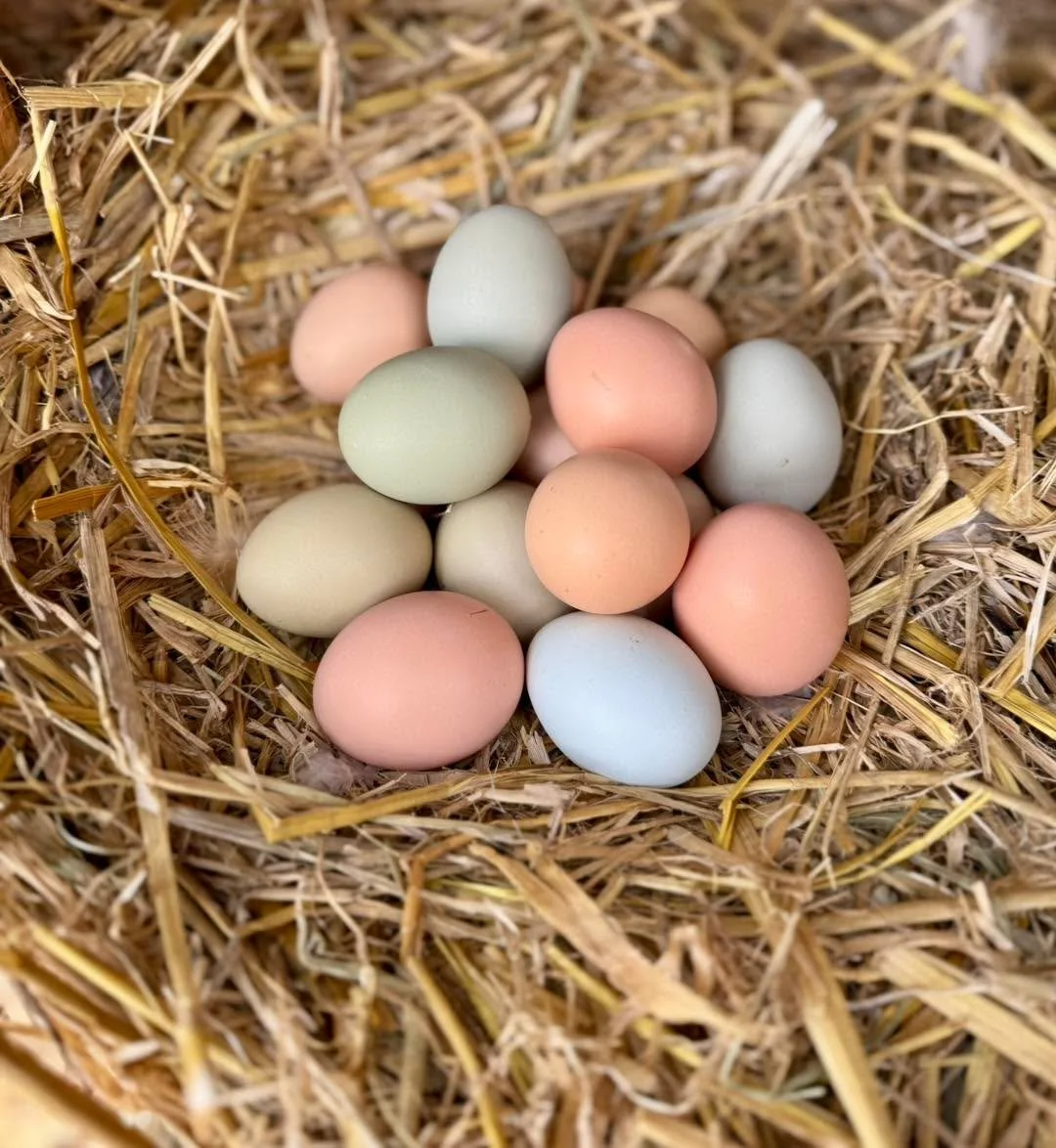 🐔🥚 Happy National Egg Day! 🥚🐔

One of the most fascinating things about chickens is that every egg starts forming about 24&ndash;26 hours before it&rsquo;s laid. By the time you&rsquo;re collecting eggs from the nesting box, your hen is often alr