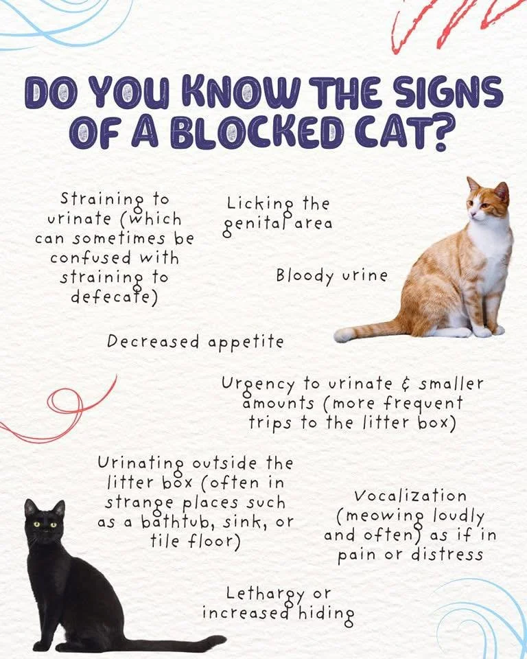If you own a male cat, this is one emergency you NEVER want to ignore. 🐈🚨

Male cats can develop a urinary blockage, which means they physically cannot pass urine due to crystals, inflammation, mucus plugs, stones, or debris blocking the urethra. B