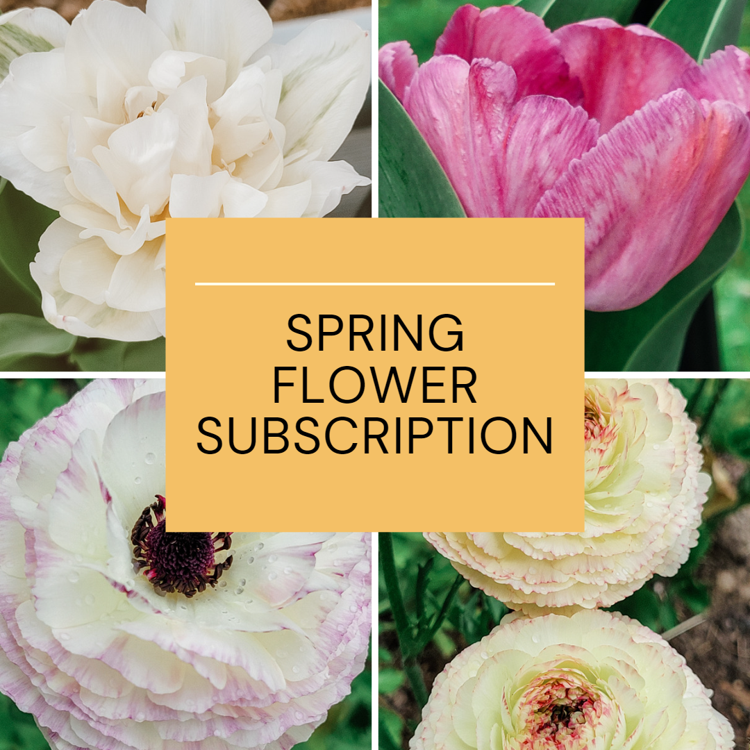 Spring Sub.png