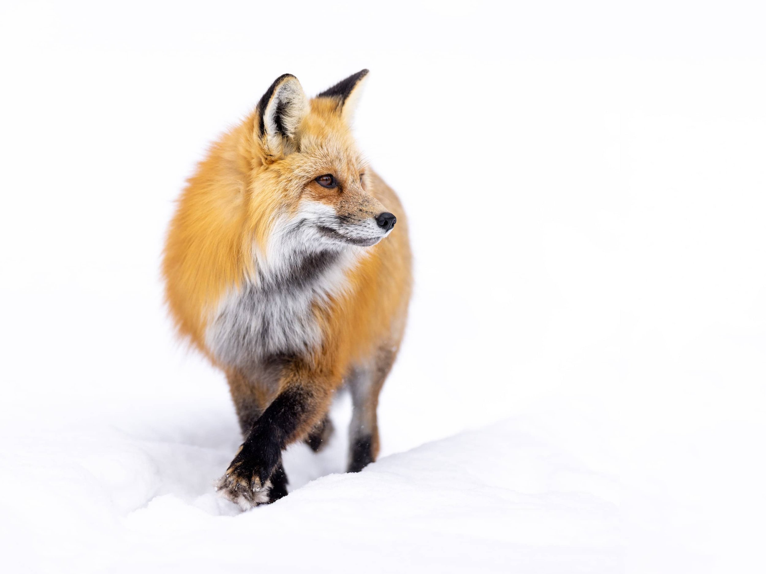 red-fox-snow-yellowstone-park.jpg