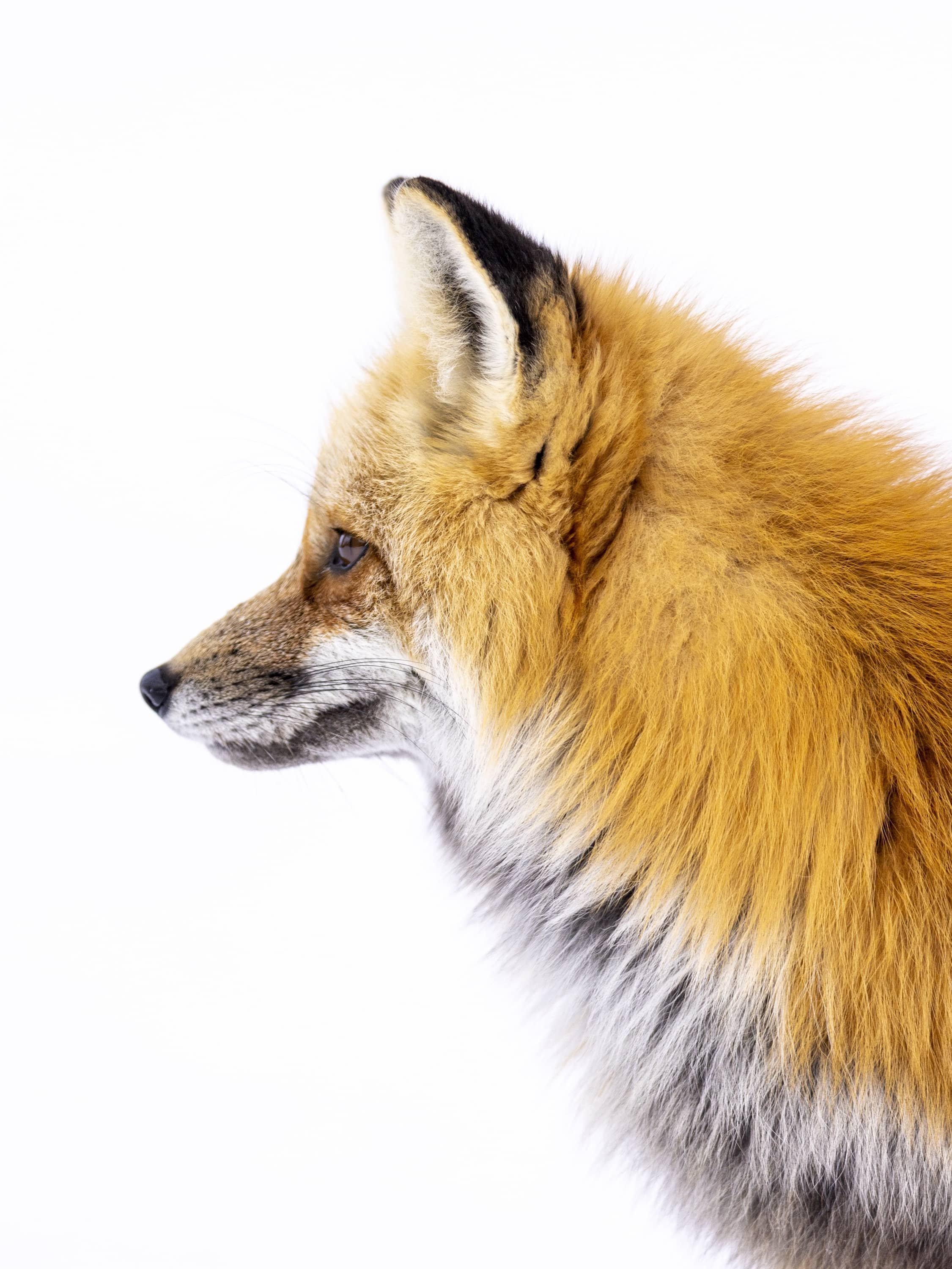 red-fox-profile-art-yellowstone.jpg