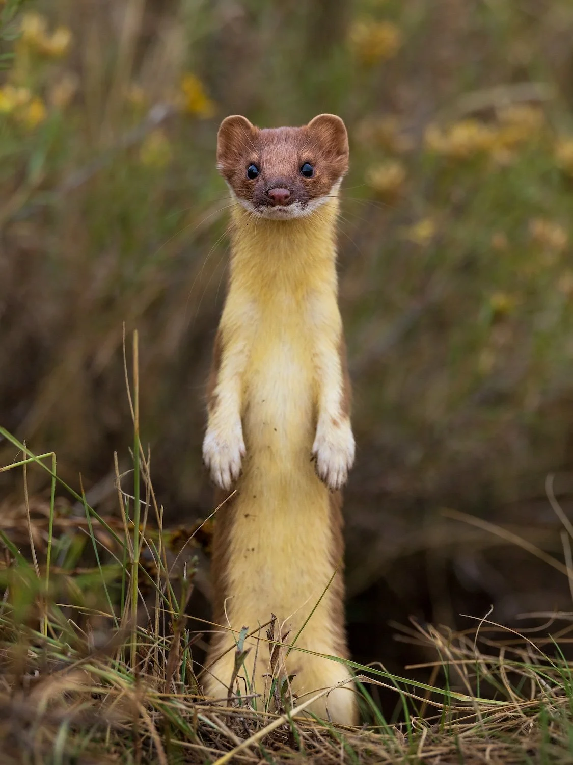 long-tailed-weasel-summer-utah-wyoming.jpg