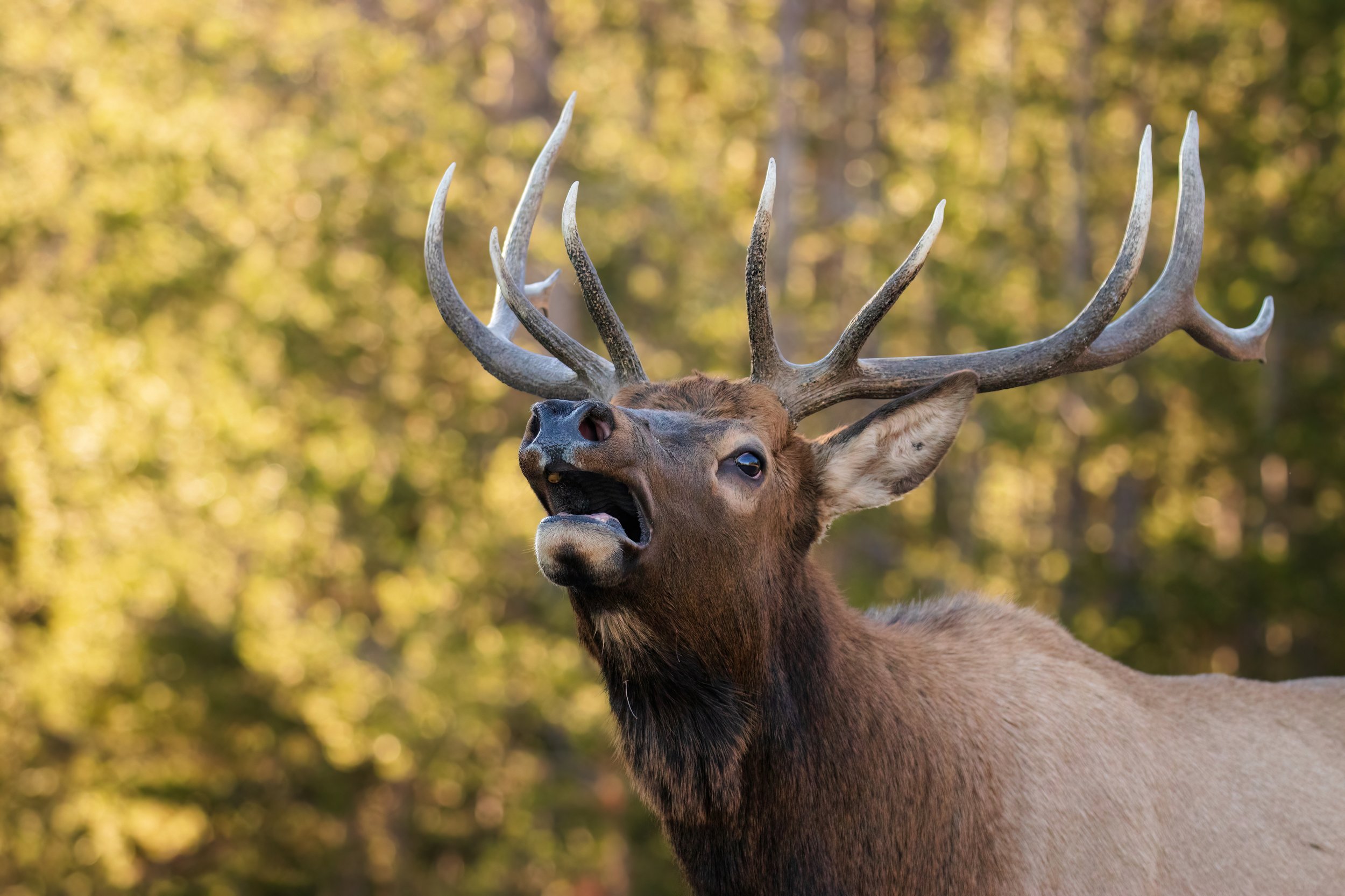 ElkBugleSmall.jpg