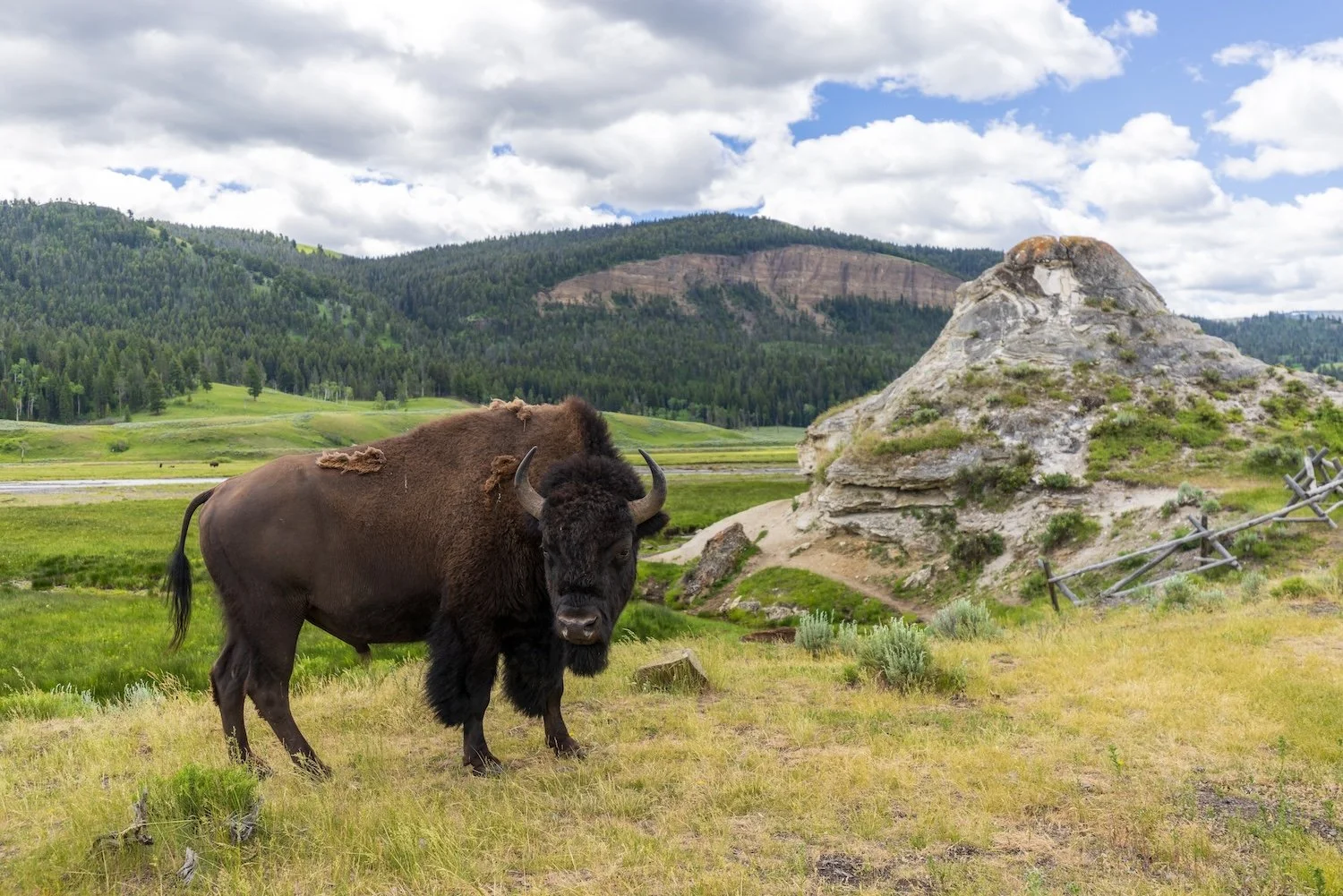 bison-soda-butte-yellowstone.jpg