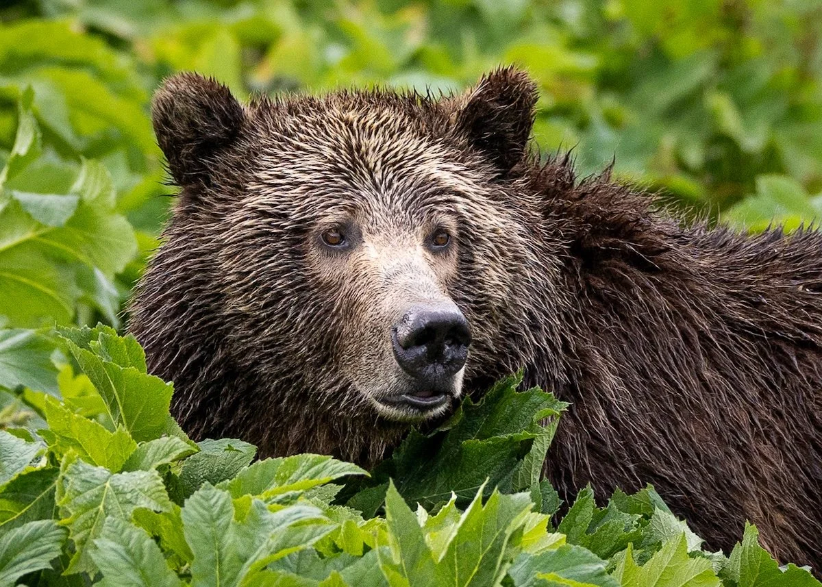 raspberry-grizzly-bear-lake-yellowstone.jpg