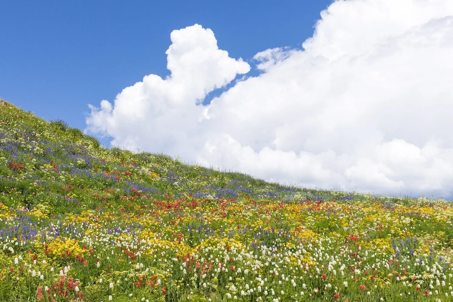 chrissy-shammas-wildflower-hill-clouds.jpg