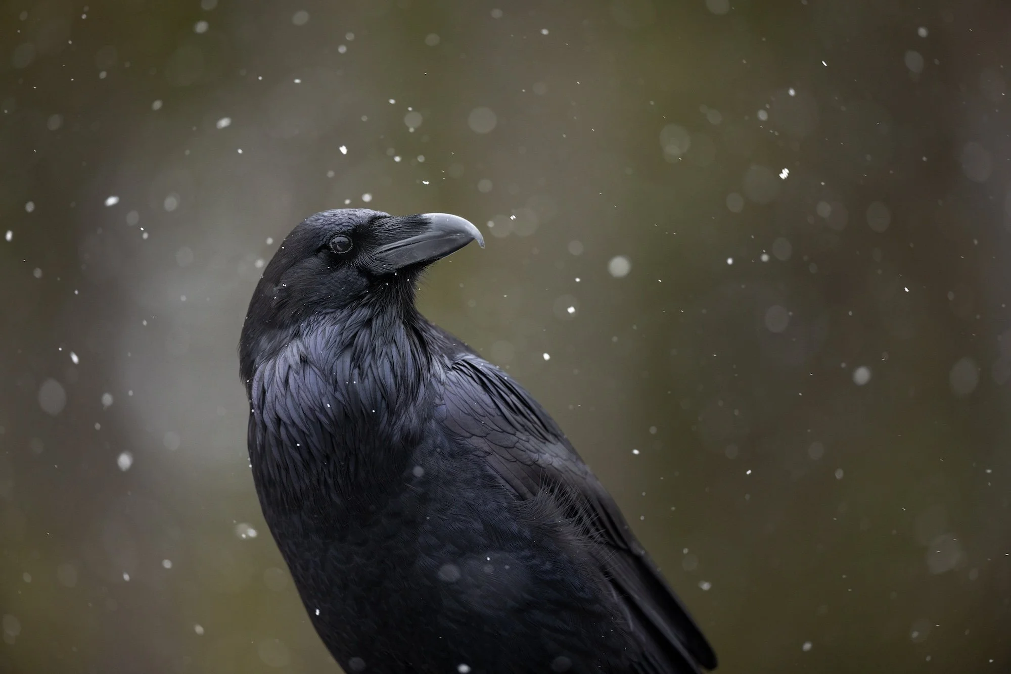 a raven in the snow