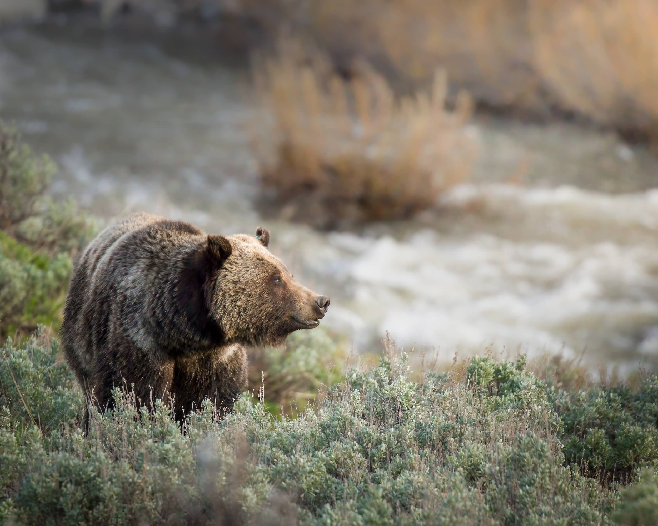 a grizzly bear known as felicia, stands in sage brush near a river, illuminated by the setting sun