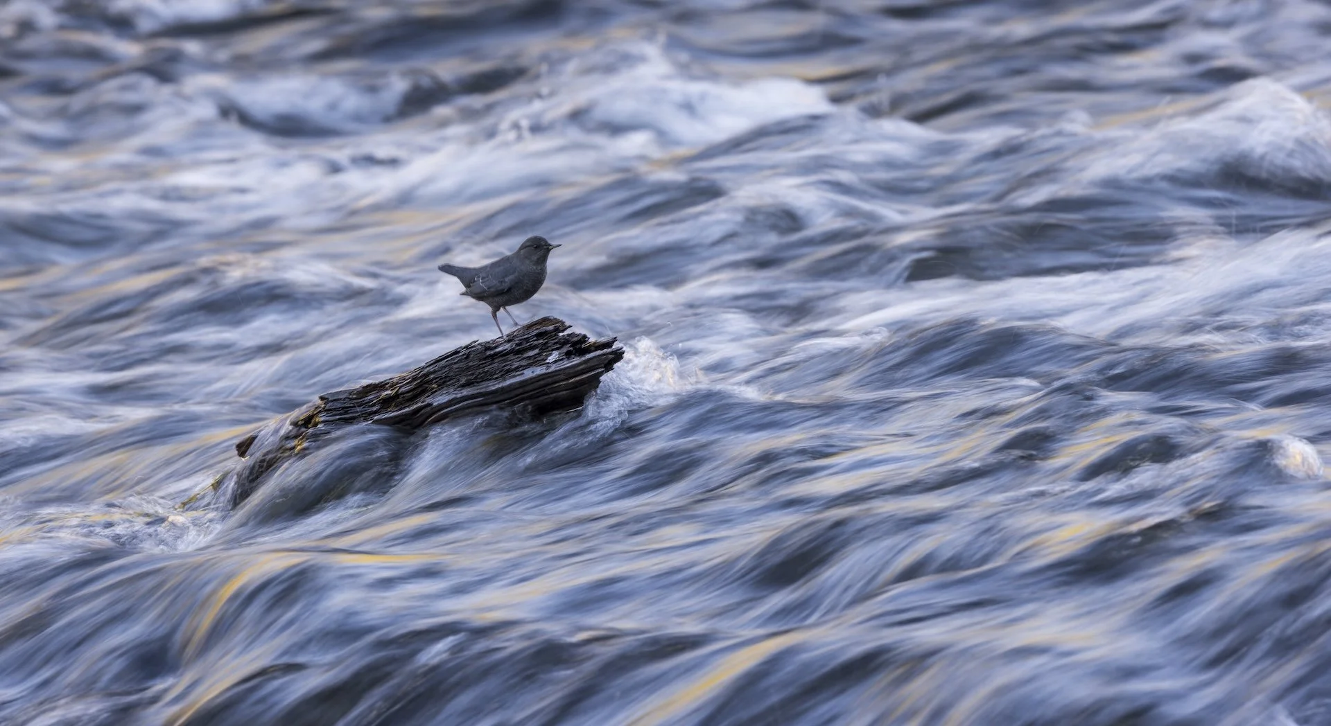 shammas-american-dipper-yellowstone-river.jpg