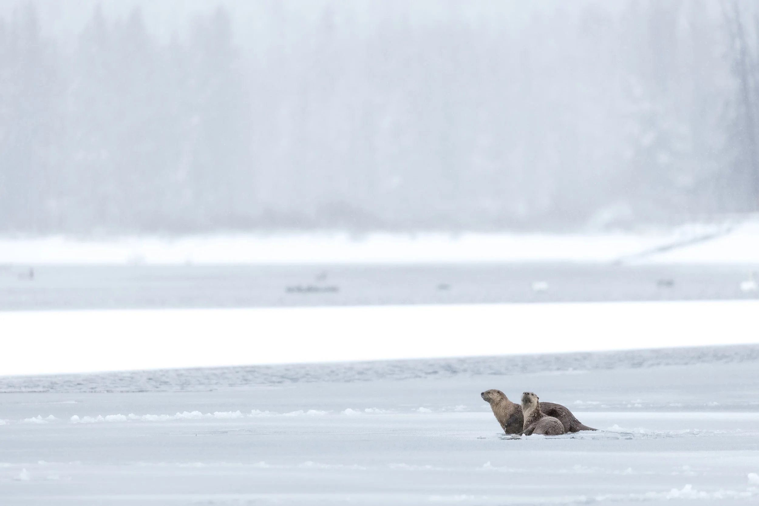 river-otters-frozen-snake-river-wyoming.jpg