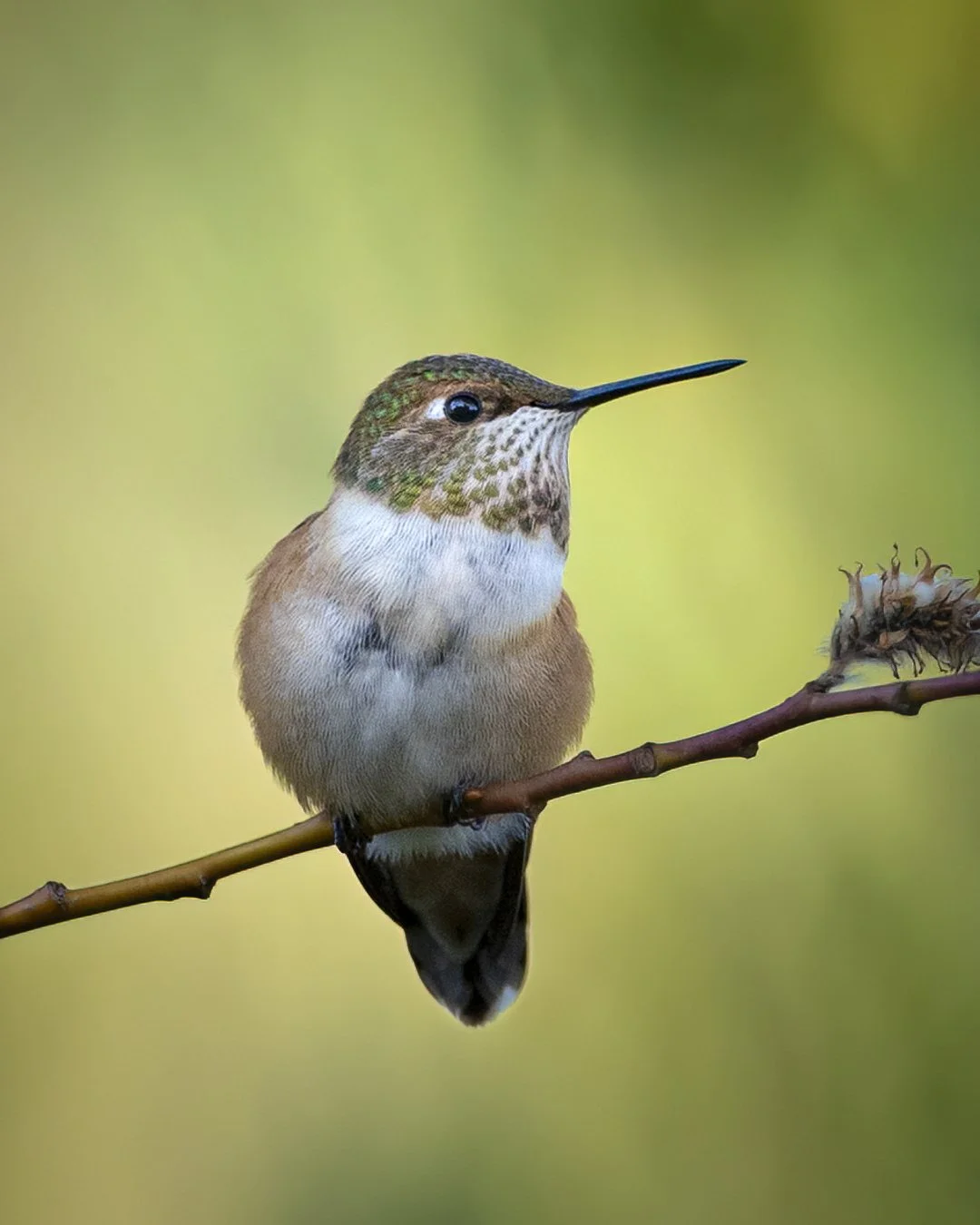 a female rufous hummingbird