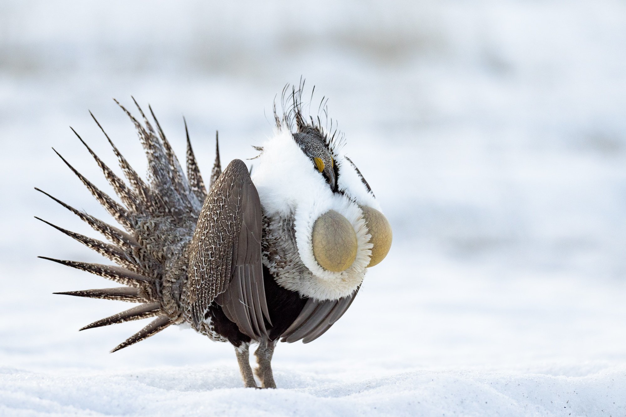 a greater sage grouse puts on his mating display at a lek