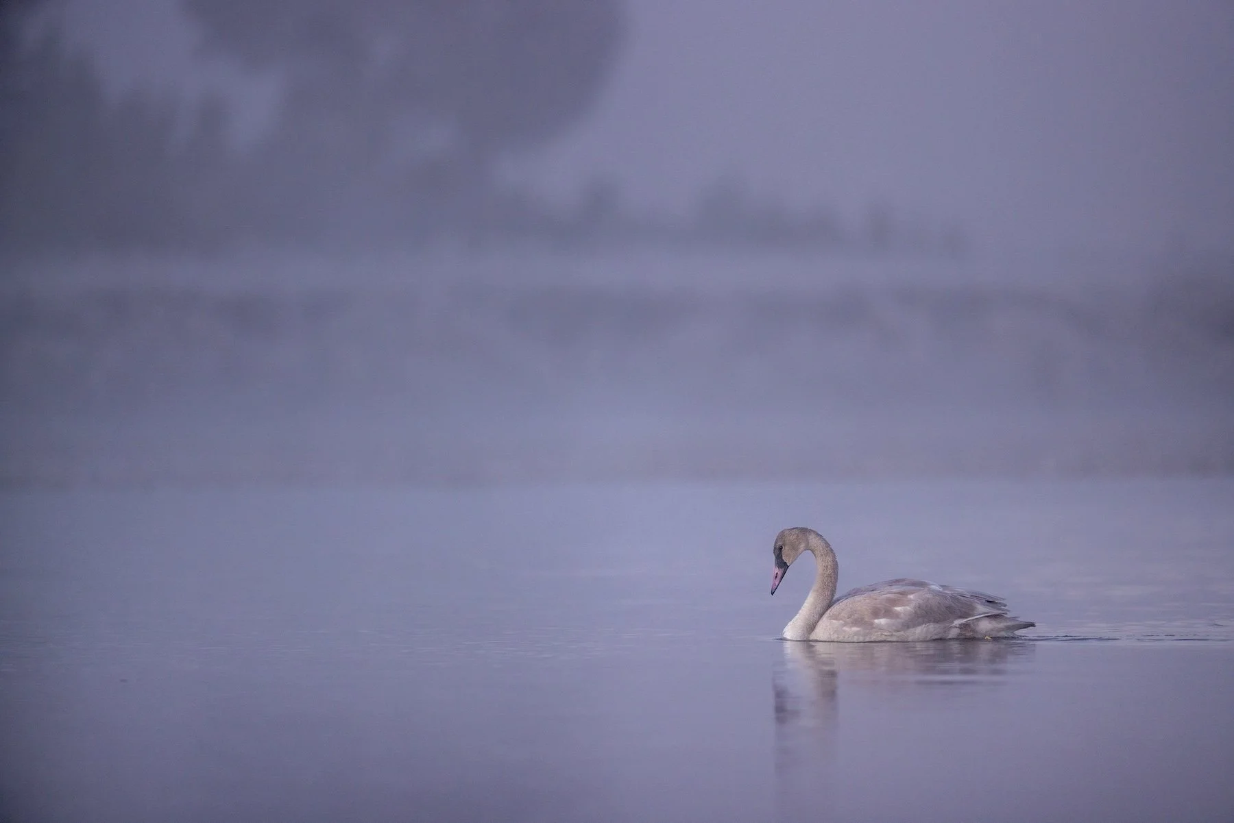 swan-purple-misty-river-yellowstone.jpg