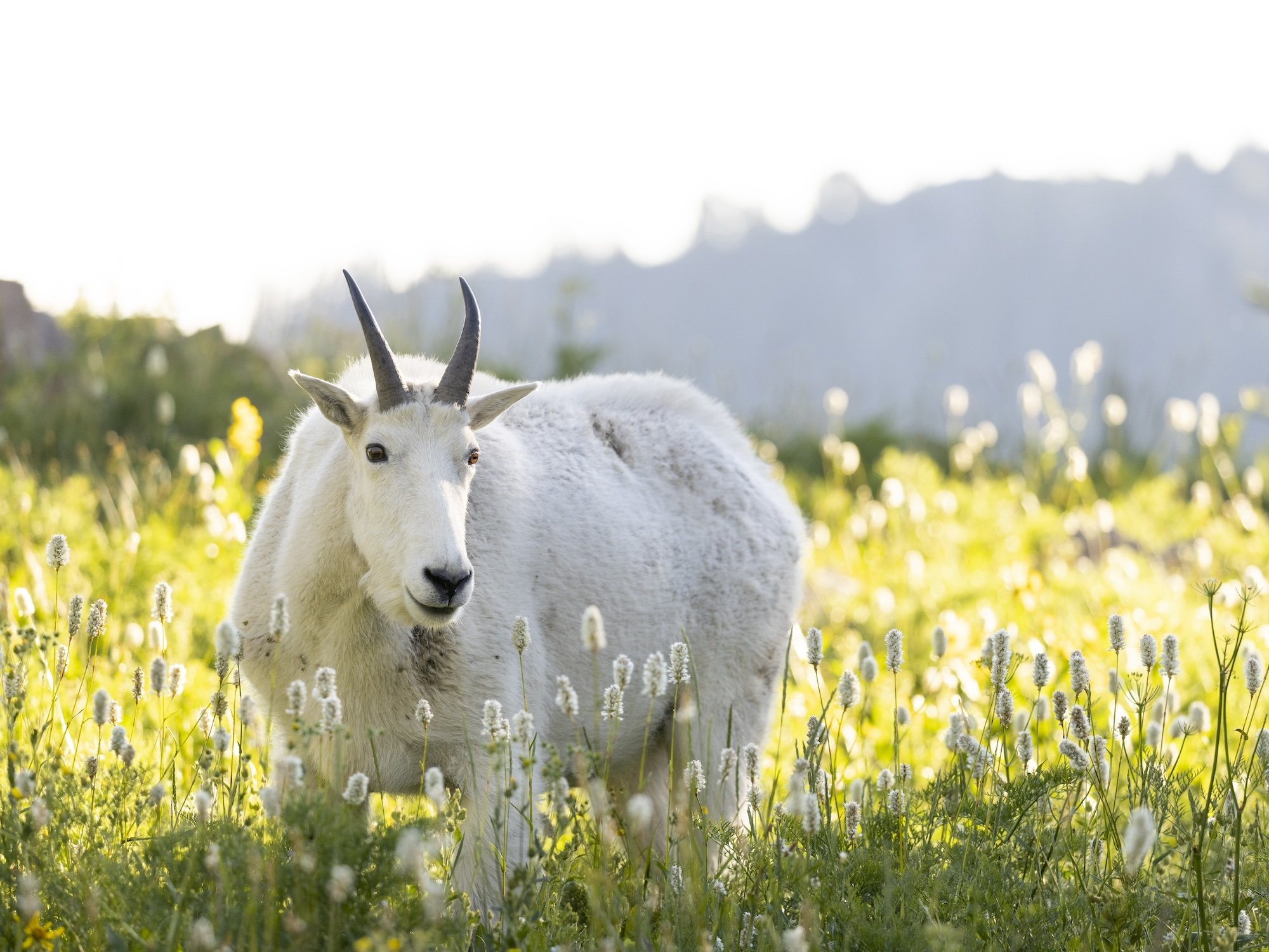 a mountain goat on Mount Timpanogos in Utah