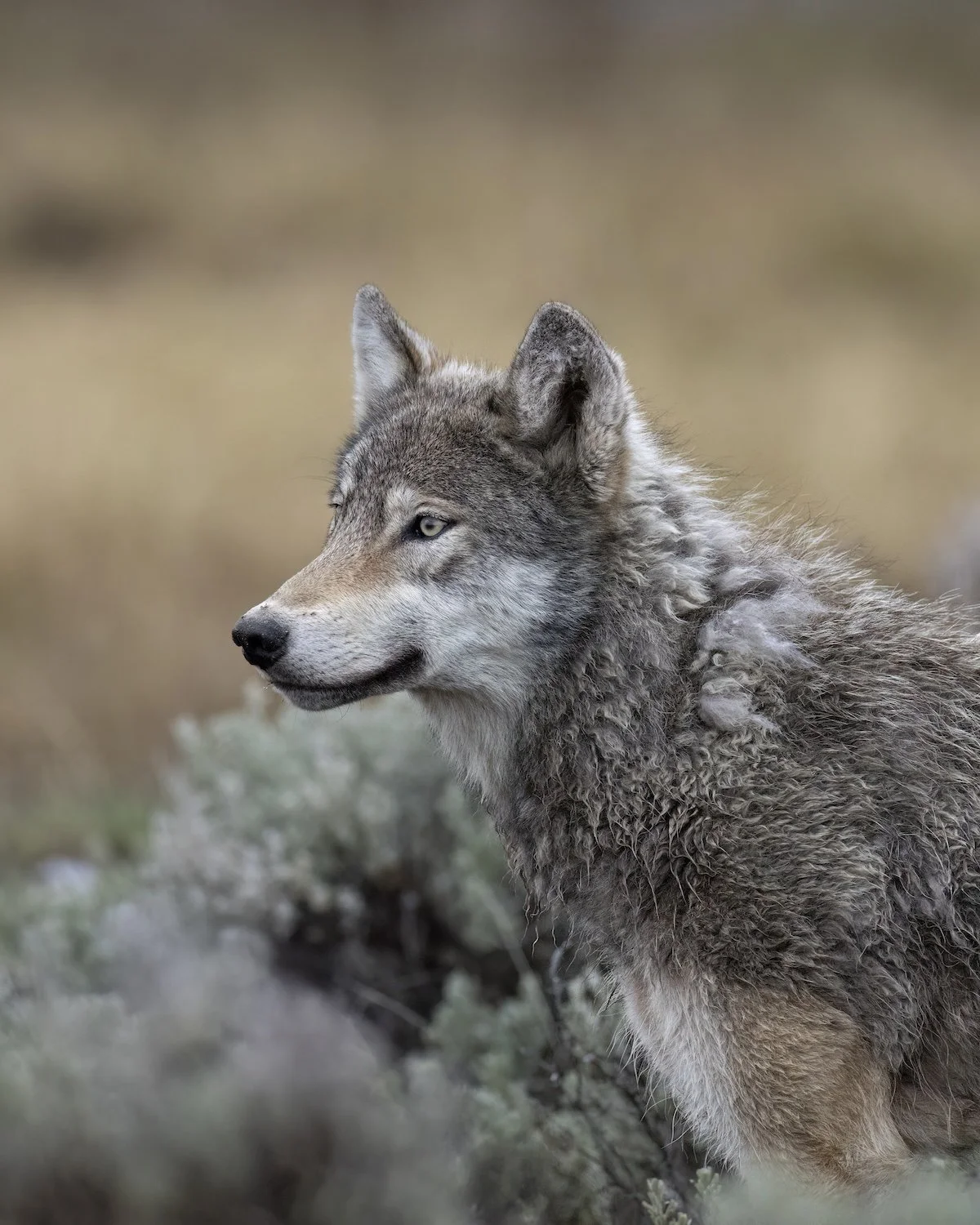 ChrissyShammas_GrayWolfYellowstone.jpg