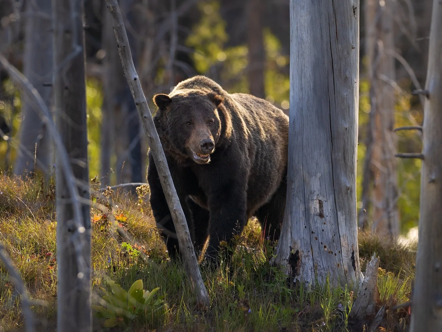 huck-grizzly-bear-grand-teton.jpg