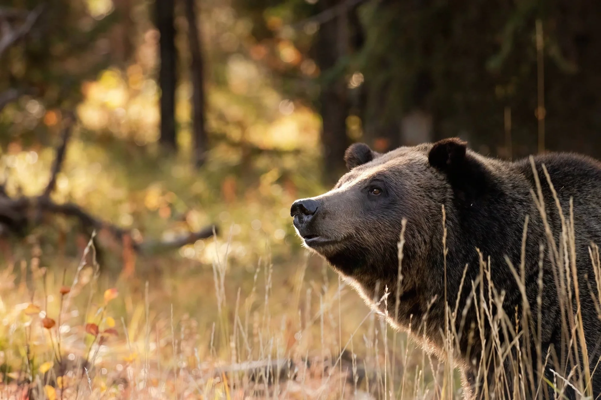 a grizzly bear known as 610, daughter of 399, in the autumn sunshine - grand teton national park