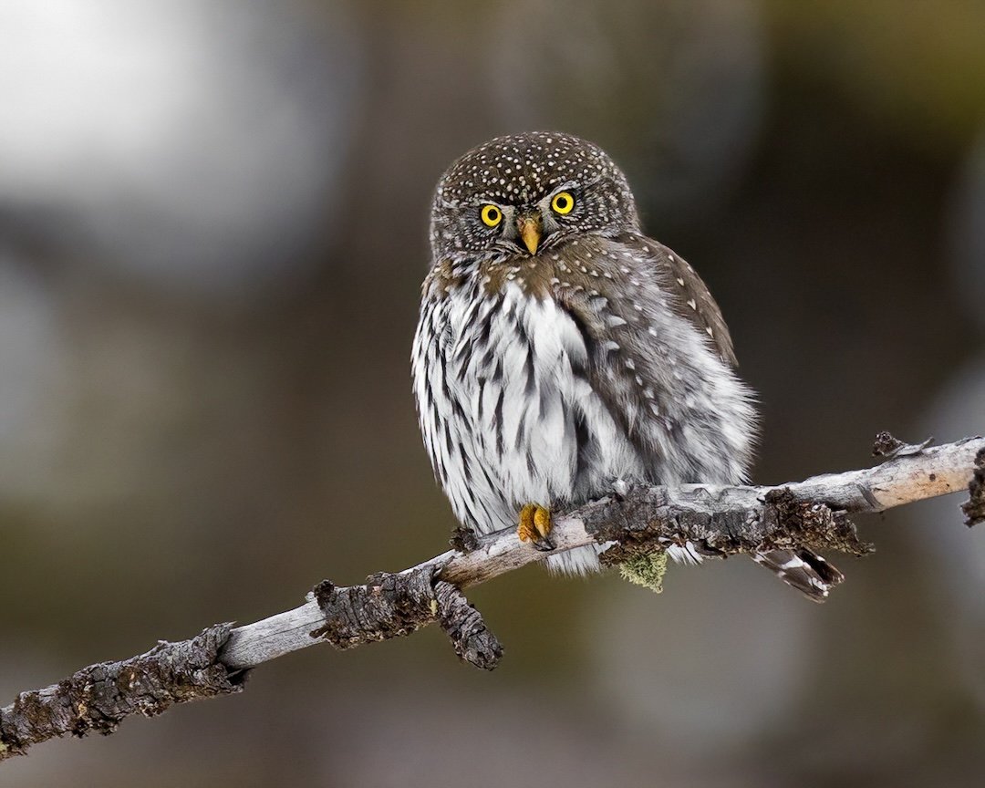 a pygmy owl in the forest