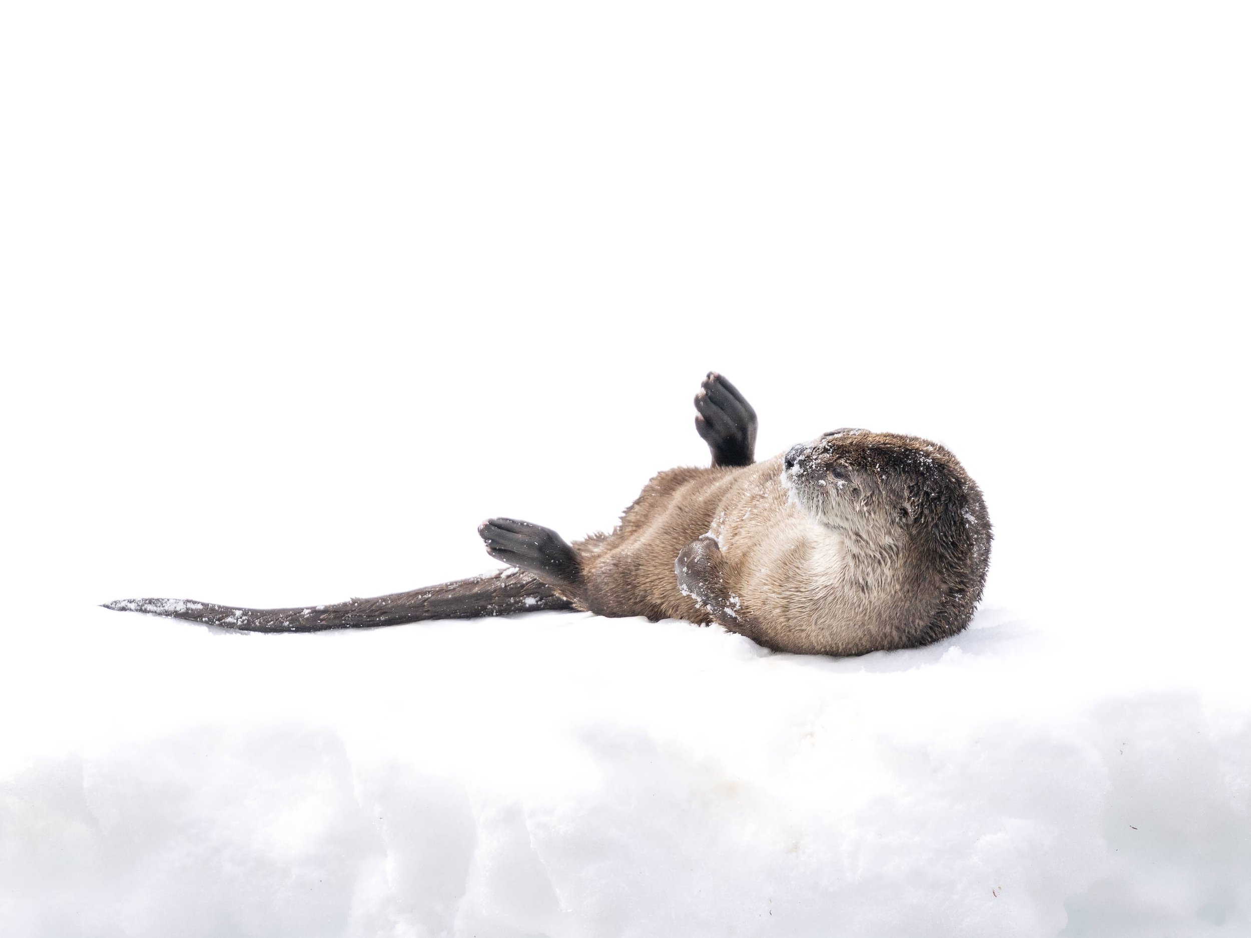 otter-laying-snow-teton-river.jpg