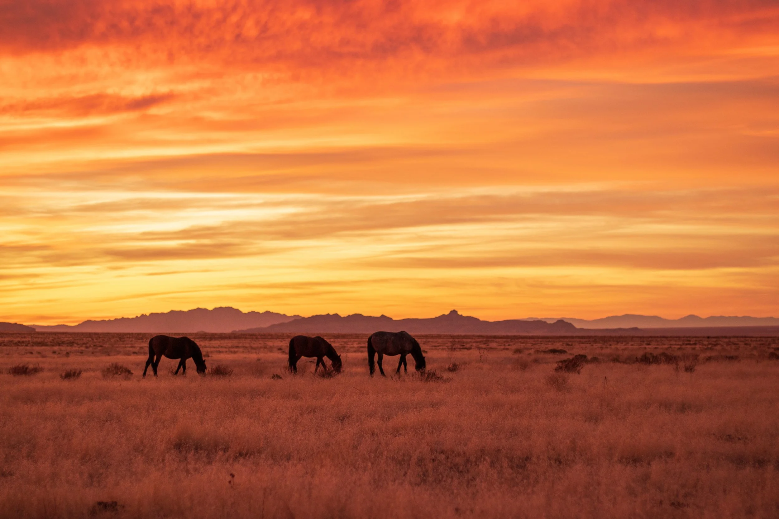 Small_HorsesSunset.jpg