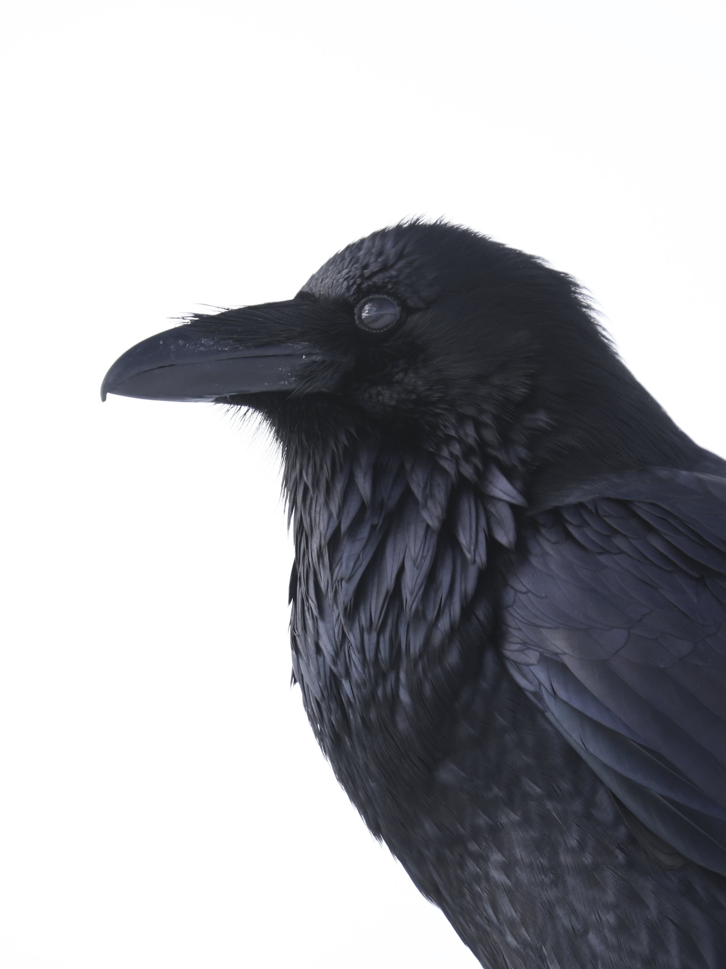 raven-profile-art-winter-snow.jpg