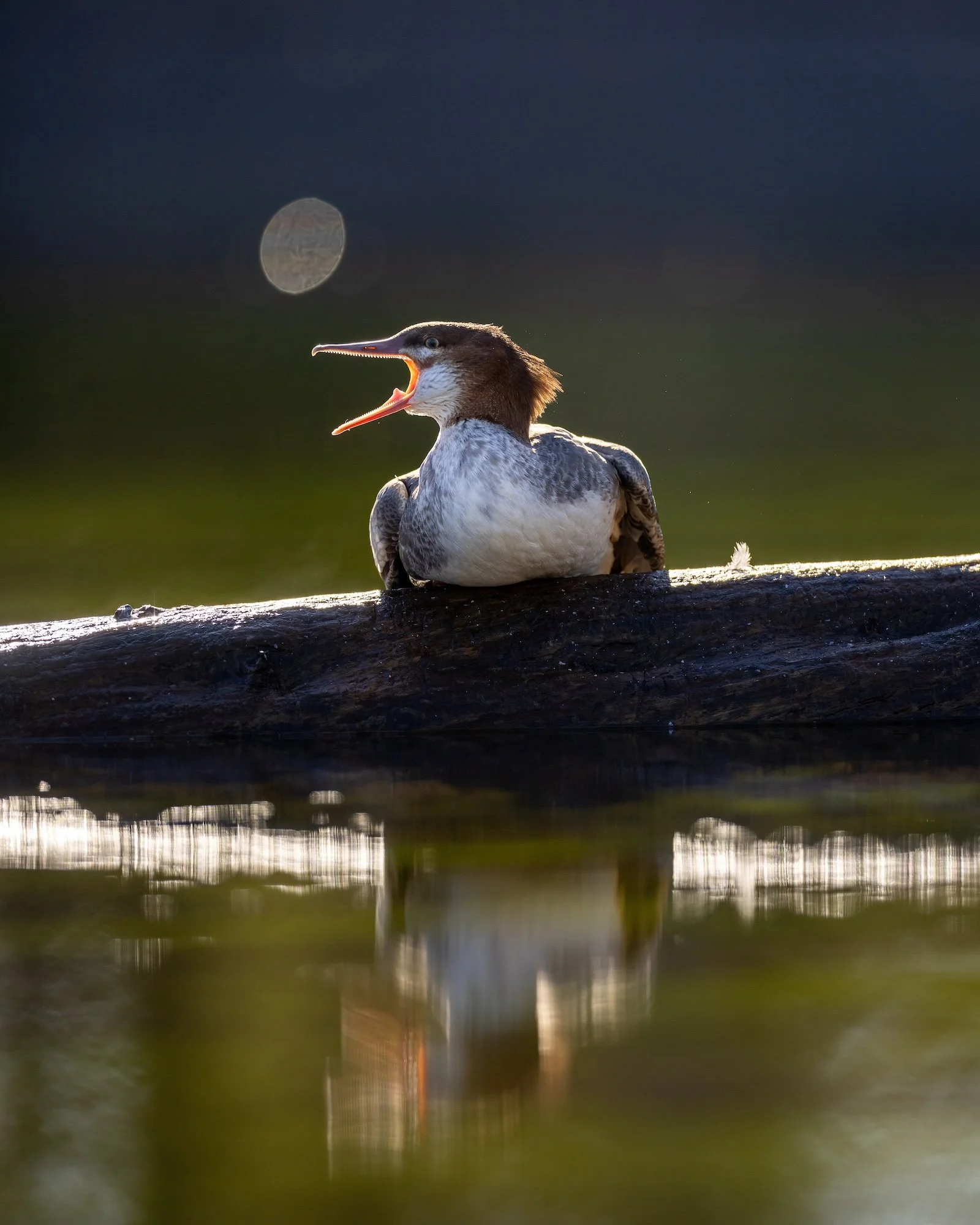 a common merganser shows off her teeth on a log