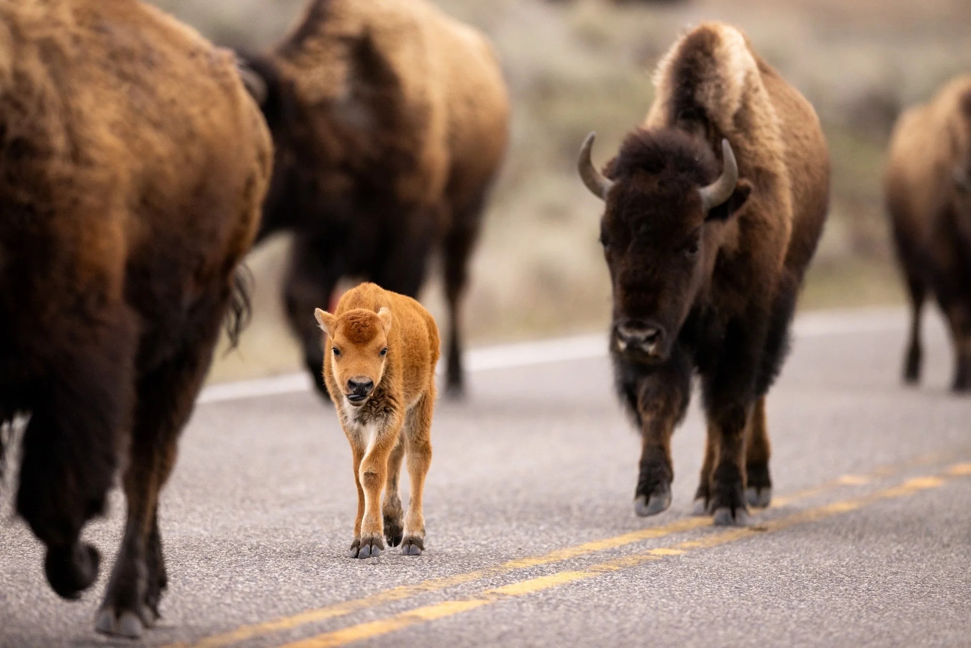 baby-buffalo-yellowstone-road.jpg